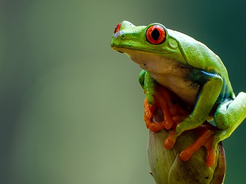 7. Quelle nouille, cette grenouille